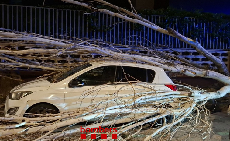 El temporal de viento de Catalunya en imágenes: árboles caídos, y carreteras afectadas