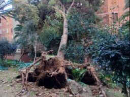 El fuerte viento causa destrozos en Cornellà de Llobregat sin dejar heridos