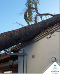 Begues cierra la pista forestal dirección Torrelles de Llobregat a causa de la caída de árboles