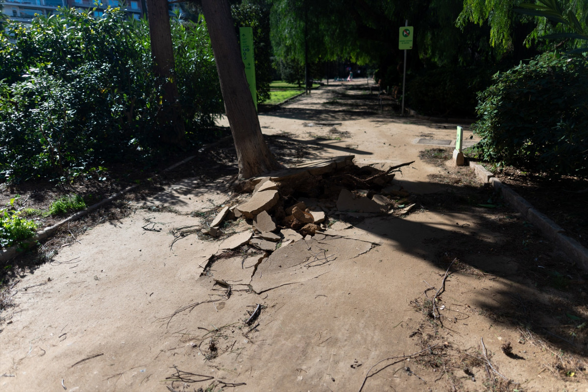 EuropaPress 7287033 arbol volcado viento 12 febrero 2026 barcelona catalunya espana telefono