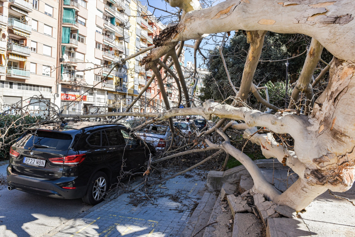 EuropaPress 7286370 arbol cae coches causa viento 12 febrero 2026 lhospitalet llobregat