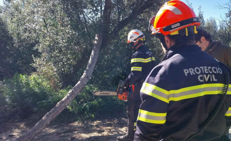 Caos en Badalona: las imágenes de árboles caídos y destrozos por el temporal de viento