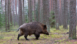 Dos casos de Peste Porcina Africana fuera del límite ponen Molins de Rei y El Papiol en la zona de riesgo