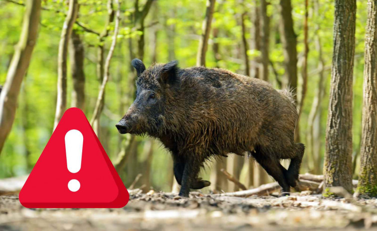 Consulta la lista de los 16 municipios de Barcelona con restricciones por peste porcina africana