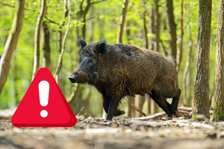 ALERTA, jabalí   CANVA (1)