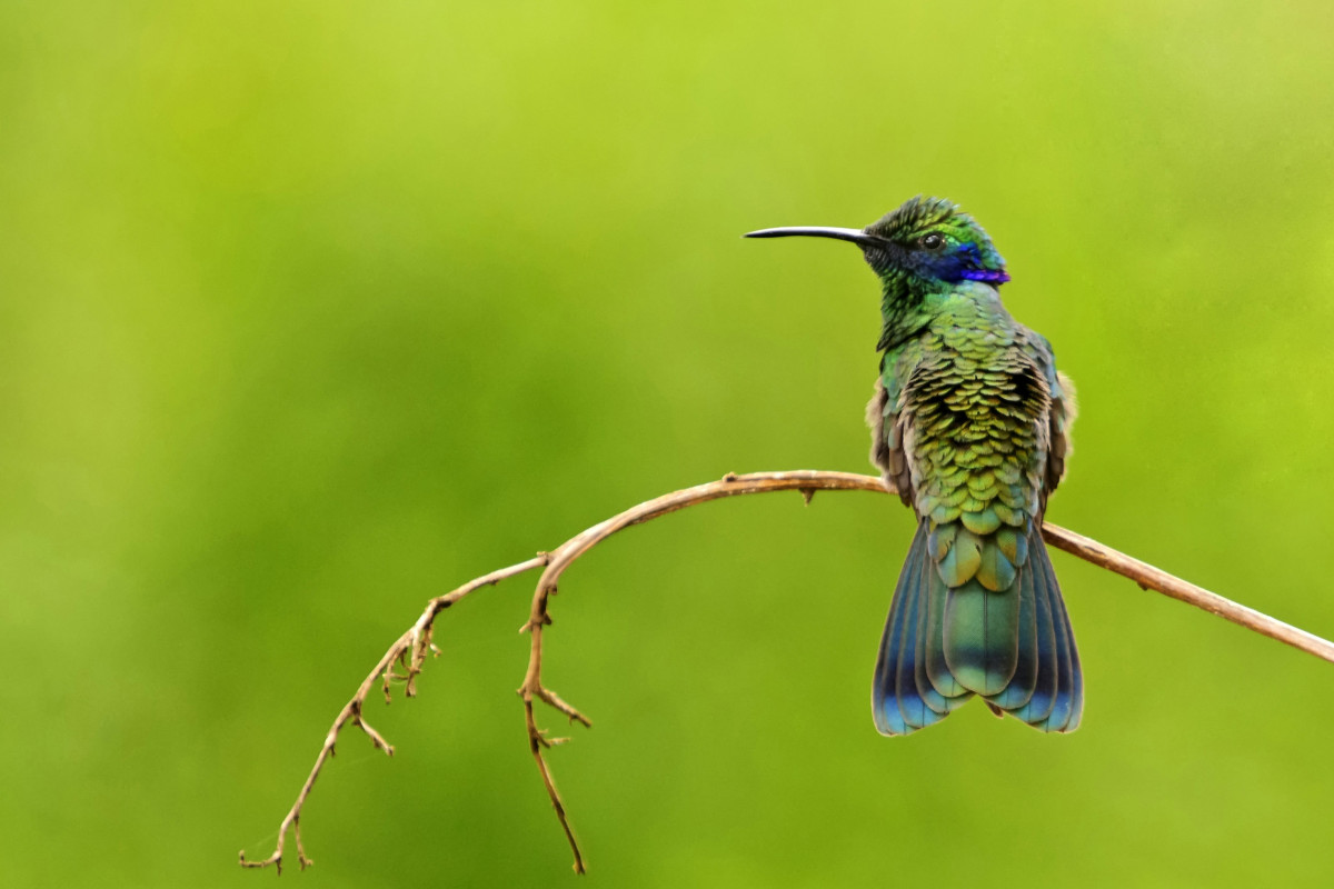 Colibri coruscans, by Joan de la Malla