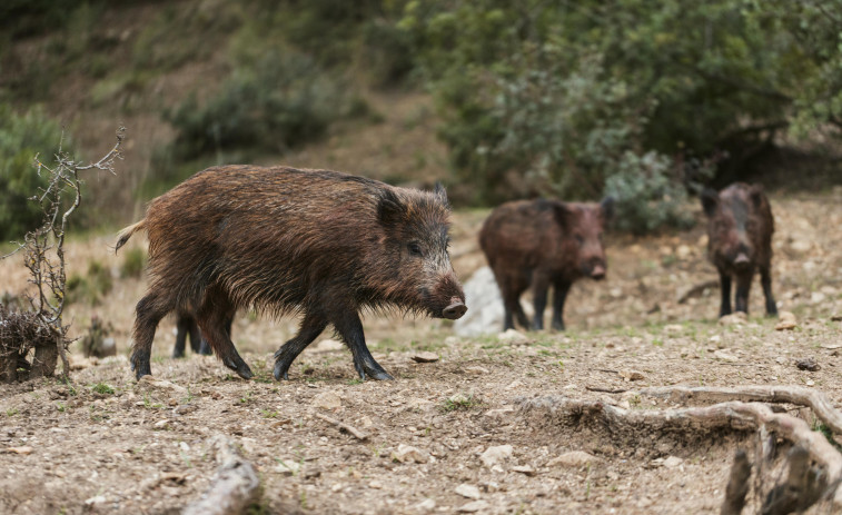 La peste porcina africana se expande en Catalunya: nuevos municipios en zona de alto riesgo y restricciones