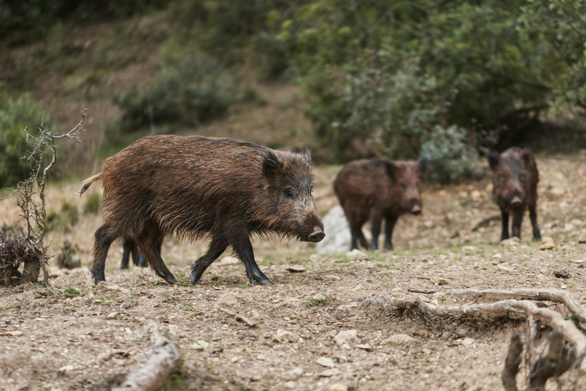 Wild boars nature (1)