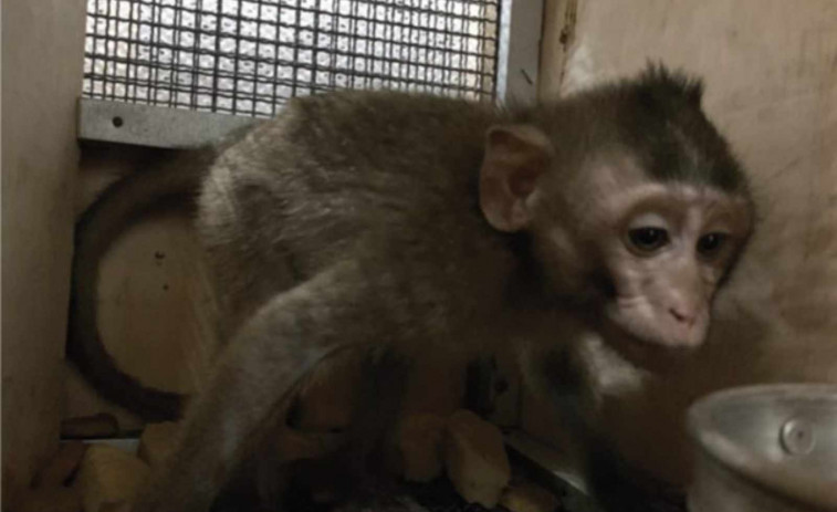 VÍDEO | Denuncian que DHL ha transportado 625 macacos a Tarragona para ser torturados en un laboratorio