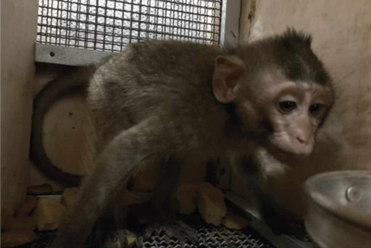 VÍDEO | Denuncian que DHL ha transportado 625 macacos a Tarragona para ser torturados en un laboratorio