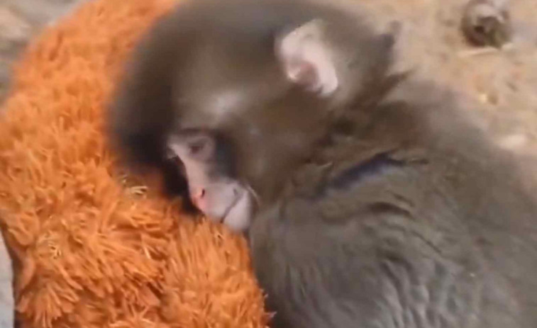 VÍDEO | Punch, el mono más viral de la red: vive abrazado a un peluche tras ser abandonado por su madre