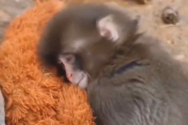 VÍDEO | Punch, el mono más viral de la red: vive abrazado a un peluche tras ser abandonado por su madre