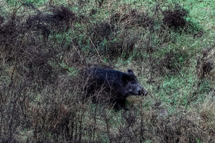 Vox: Catalunya enfrenta una de las crisis sanitarias más graves del sector porcino