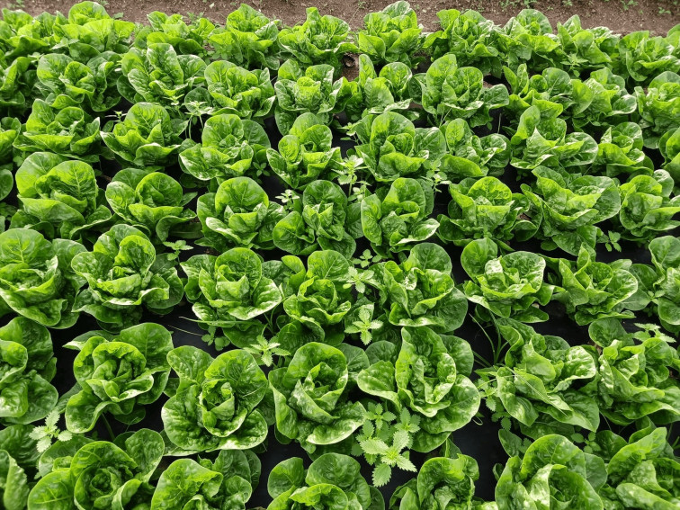 Damm y Ametller Origen transforman residuos de la cerveza en fertilizantes orgánicos