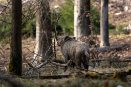 Refuerzo contra la peste porcina africana: Govern y Sant Feliu intensifican las medidas en el Baix Llobregat