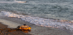 La tortuga Rotllà regresa al mar tras su recuperación en el CRAM de El Prat