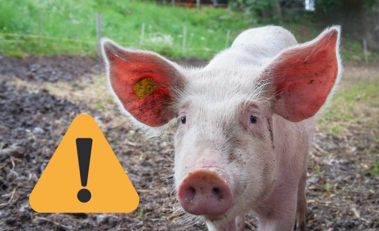 Alerta en Lleida: detectan un caso de gripe porcina A en un humano