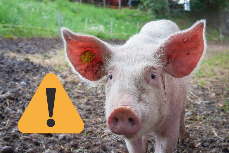 Alerta en Lleida: detectan un caso de gripe porcina A en un humano