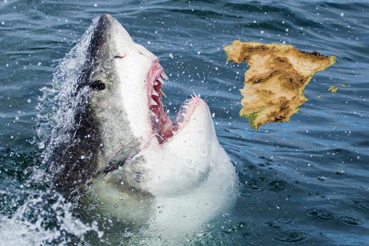 Un tiburón blanco en el Mediterráneo: aparece un ejemplar frente a la costa de Alicante