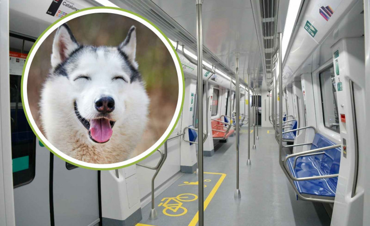 Un perro obliga a parar el Metro de Barcelona: corte de dos horas en la L3 después de caer a las vías