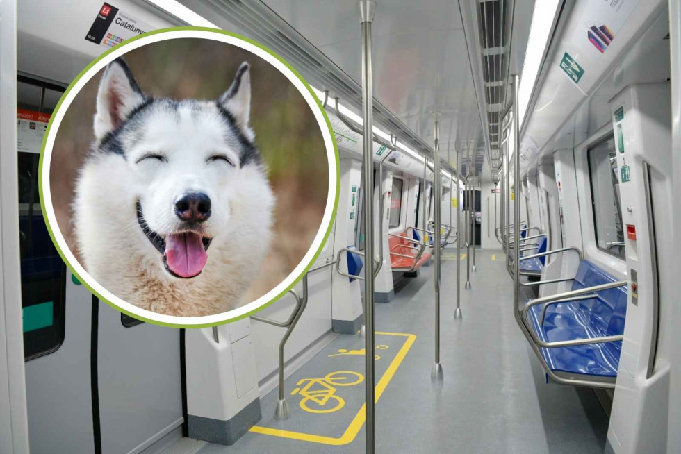 Recurso   Imagen del metro de Barcelona y un perro   CANVA