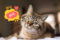 Cierra la histórica colonia felina de Camp Roig tras más de 20 años de gestión en Sant Just Desvern