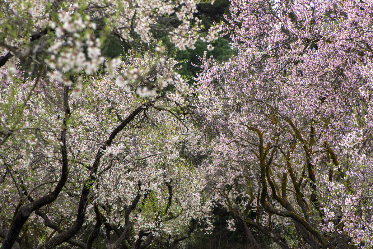 EuropaPress 7339242 almendros flor quinta molinos marzo 2026 madrid espana