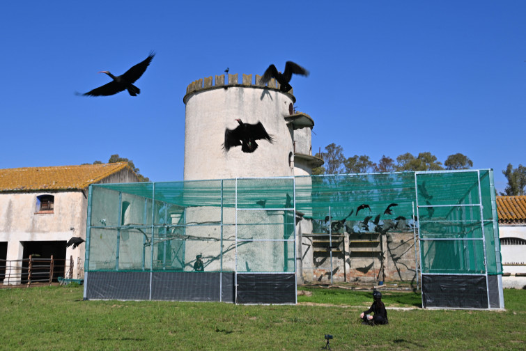 EuropaPress 7385153 liberacion individuos especie ibis eremita