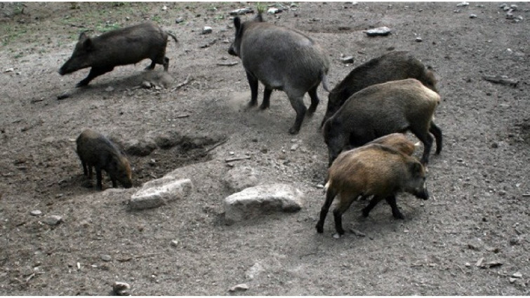 Seis nuevos casos de PPA confirmados en jabalíes dentro de la zona de alto riesgo de Catalunya