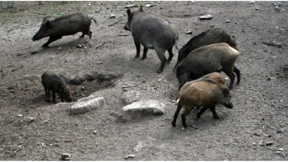 EuropaPress 7398194 grupo jabalies