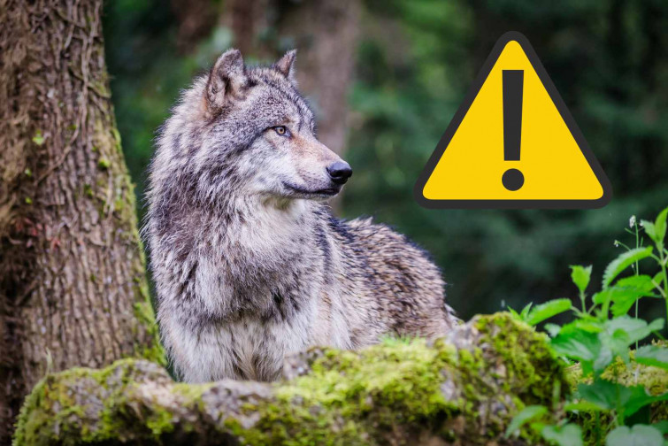 Pánico en el centro comercial: un lobo muerde la cara de una mujer de 65 años delante de un IKEA