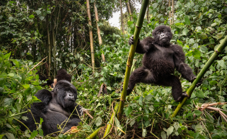 VÍDEO | Estalla una guerra sin precedentes entre la comunidad de chimpancés más grande del mundo