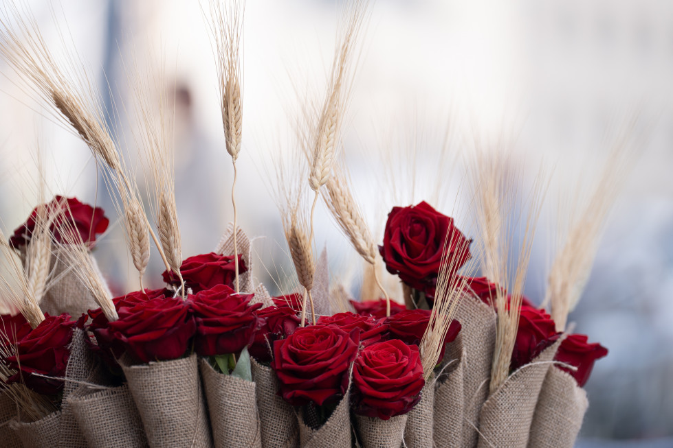 EuropaPress 6669659 varias rosas diada sant jordi 2025 23 abril 2025 barcelona cataluna espana