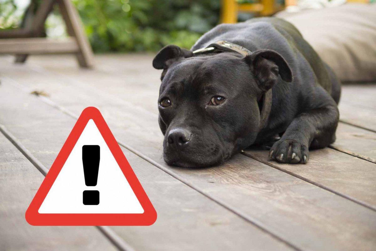 Alerta, un perro pitbull   CANVA