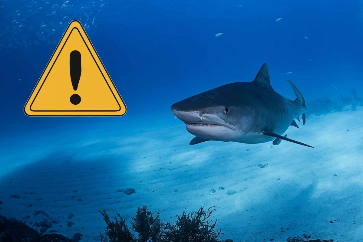 Alerta, tiburón    CANVA
