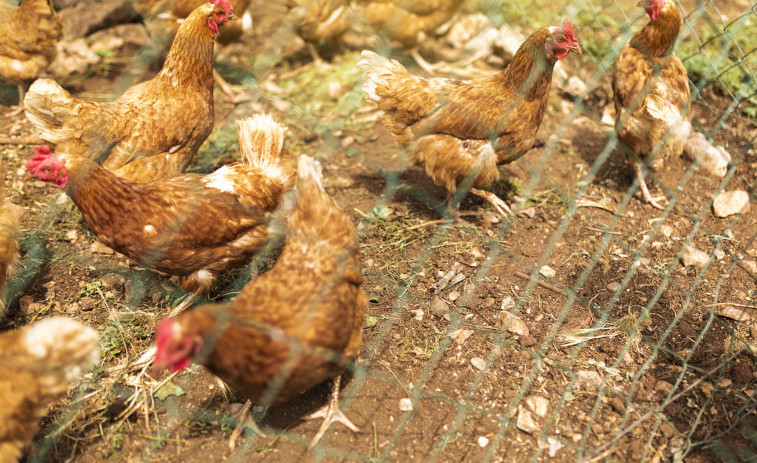 Fin al confinamiento: las granjas catalanas recuperan la actividad al aire libre tras la mejora de la gripe aviar