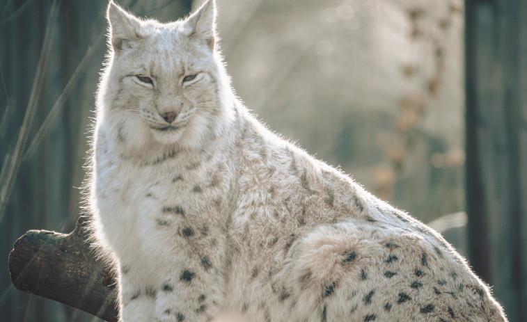 FOTO | Captan el regreso del misterioso ‘fantasma del monte’ en España