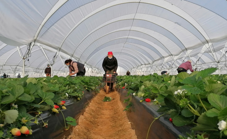 La campaña de la fruta en Lleida necesitará 25.000 temporeros y mira a la regularización como solución