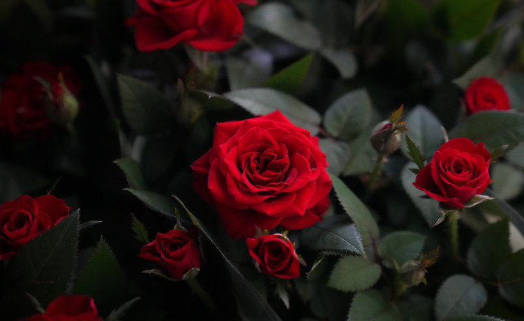 Tarragona se llena de libros y rosas por Sant Jordi: todas las paradas y zonas clave