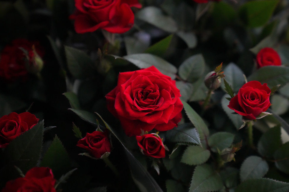 EuropaPress 7458595 rosas sant jordi 21 abril 2026 barcelona cataluna espana libreros floristas