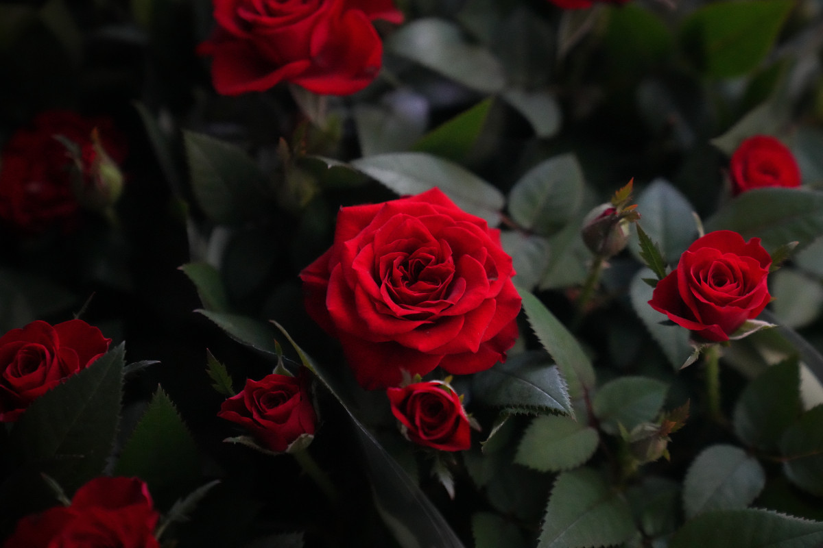 EuropaPress 7458595 rosas sant jordi 21 abril 2026 barcelona cataluna espana libreros floristas