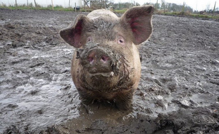 El Govern refuerza medidas de control tras detectar ocho casos sospechosos de peste porcina africana