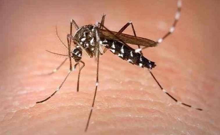 ​La presencia del virus Zika en la sangre materna es un indicador de la infección del feto