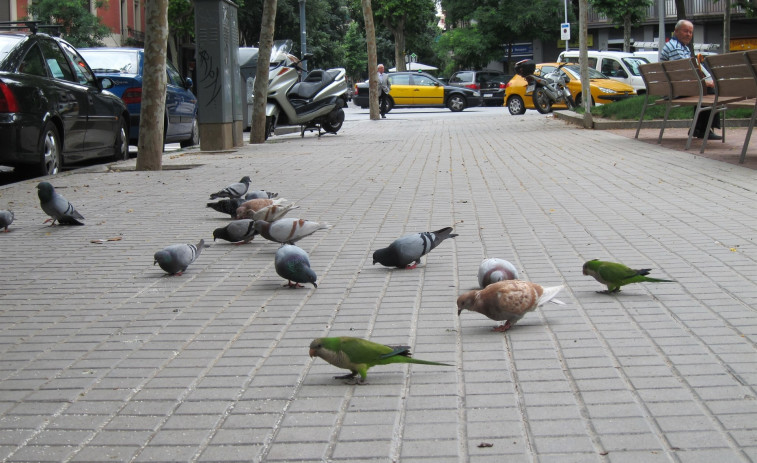 El TSJC confirma la 'gran invalidez' de la guía que enfermó por los excrementos de palomas