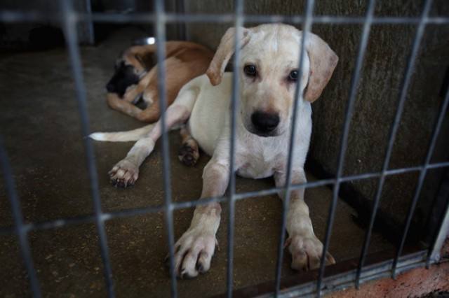 Animalesabandonados 1