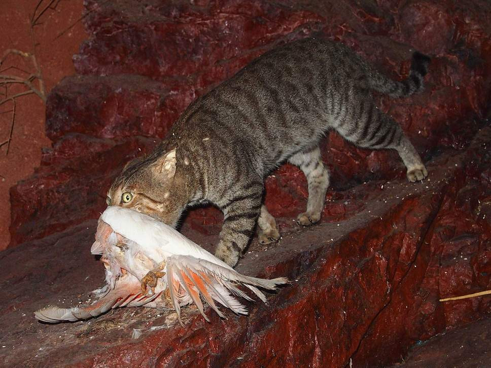 Gato salvaje