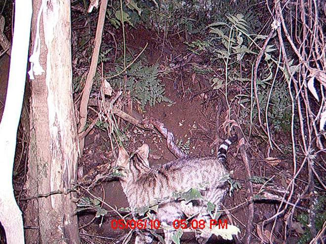 Gato salvaje capturado por una cu00e1mara remota en el Parque Nacional de Mount Royal