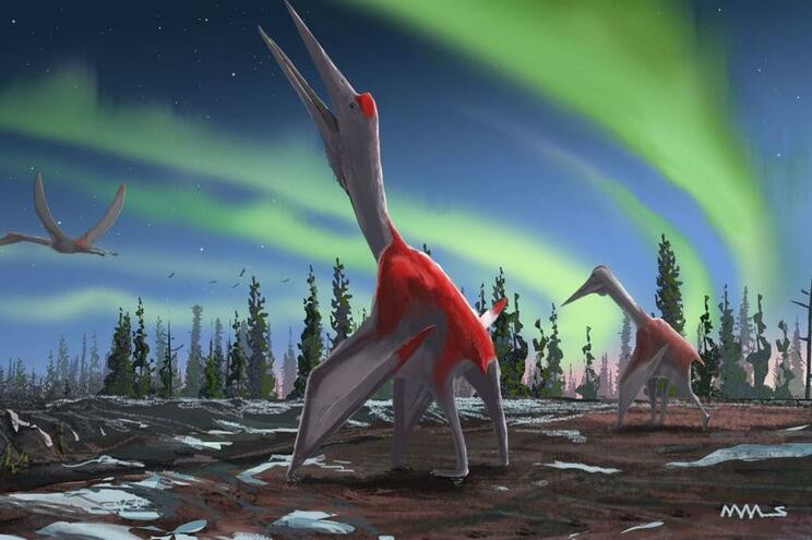 Cryodrakon boreas