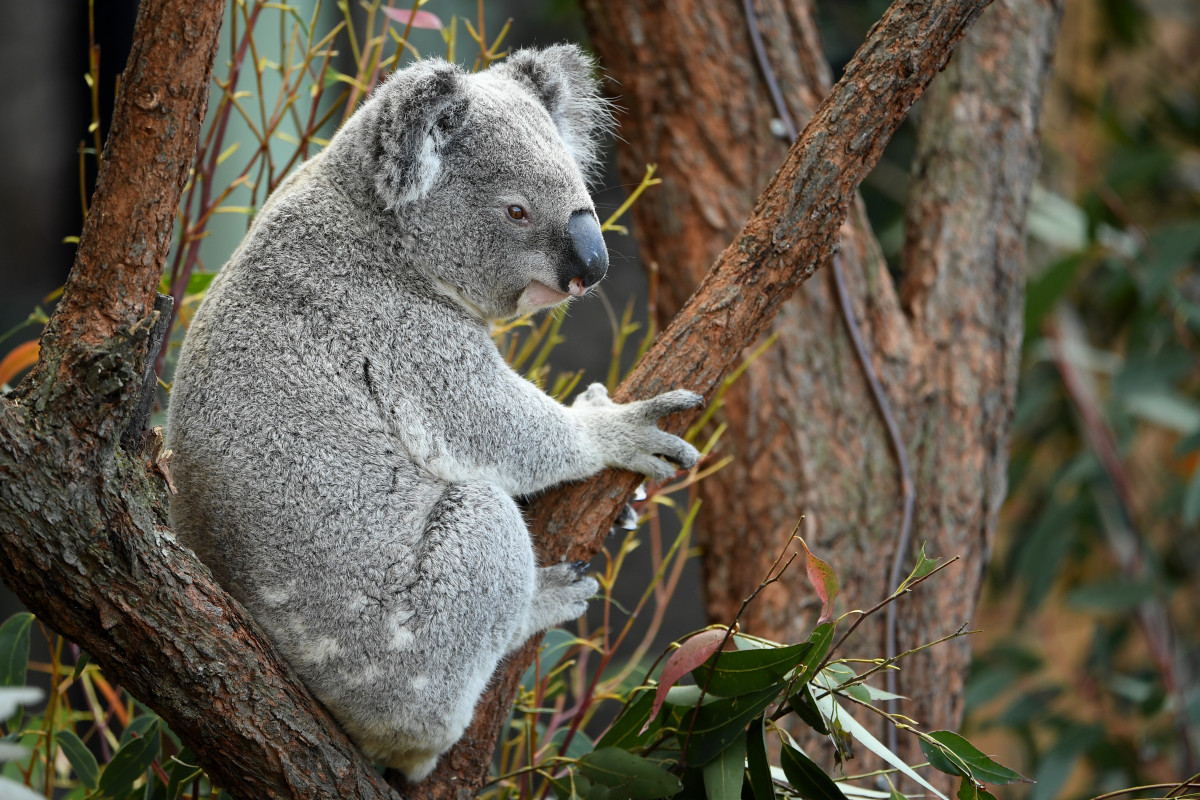 Koala animal (imagen de archivo)