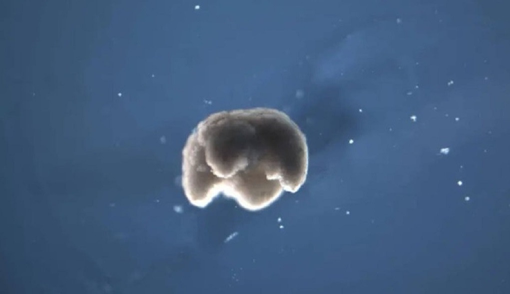Cientu00edficos crean las primeras mu00e1quinas vivas con cu00e9lulas animales